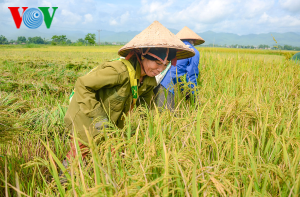 Điện Biên: Đưa khoa học kỹ thuật vào trong sản xuất nông nghiệp (20/8/2018)